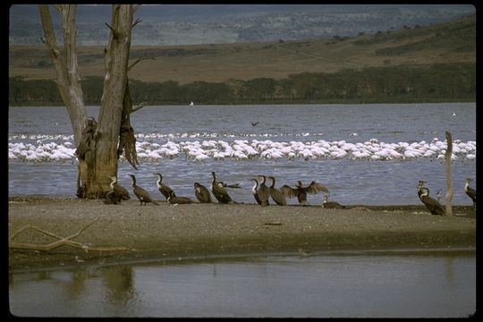 Image of Great White Pelican