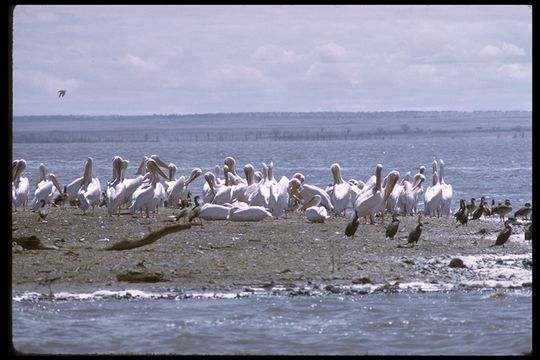 Image of Great White Pelican