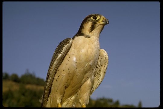 Image of Lanner Falcon