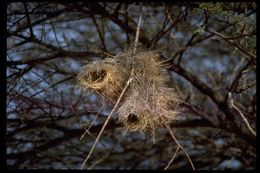 Image of White-browed Sparrow-Weaver