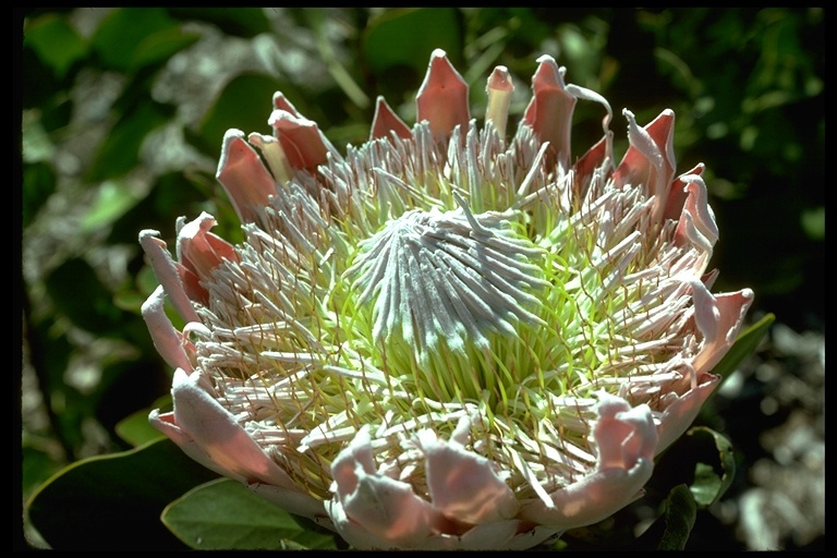 Image of king protea