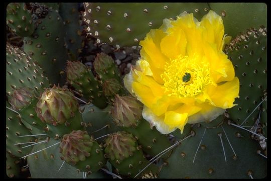 Image of <i>Opuntia <i>polyacantha</i></i> var. polyacantha