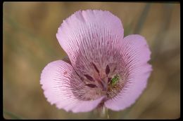 Calochortus striatus Parish resmi