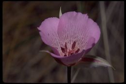 Image of alkali mariposa lily