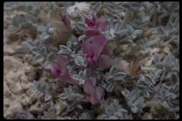 Image of Ash Meadows milkvetch