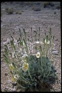 Image of desert bearpoppy