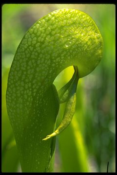 Image of California pitcherplant