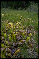 Image of California pitcherplant