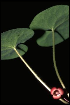 Imagem de Asarum lemmonii S. Wats.