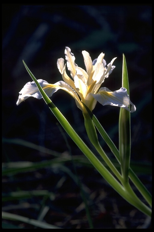 Image of rainbow iris