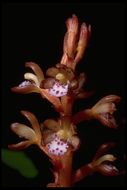 Image of Spotted coralroot