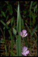 Calochortus nudus S. Watson的圖片