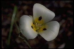 Calochortus leichtlinii Hook. fil. resmi