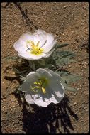 Imagem de Oenothera deltoides Torr. & Frem.