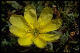 Imagem de Oenothera primiveris A. Gray