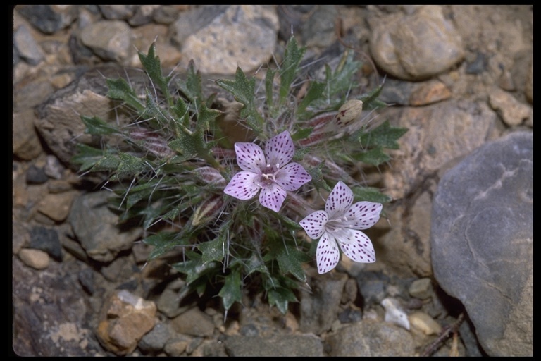 Image of Great Basin langloisia