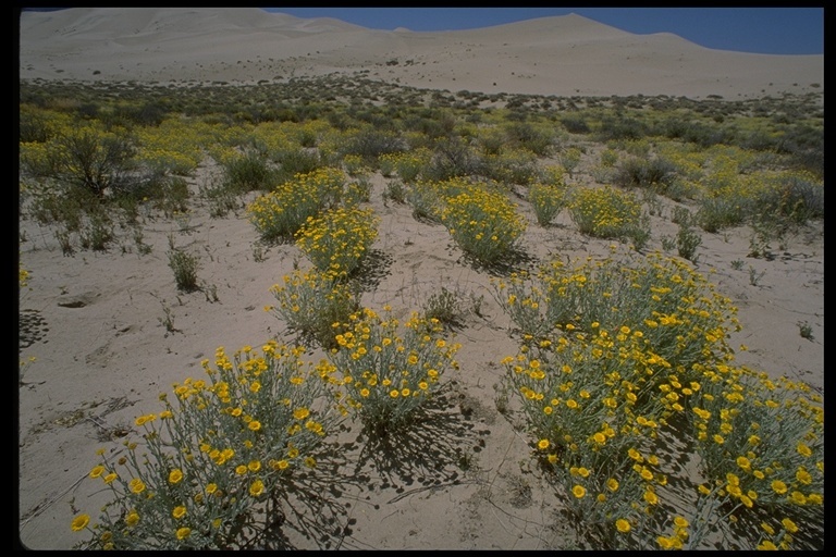 Image of woolly desert marigold