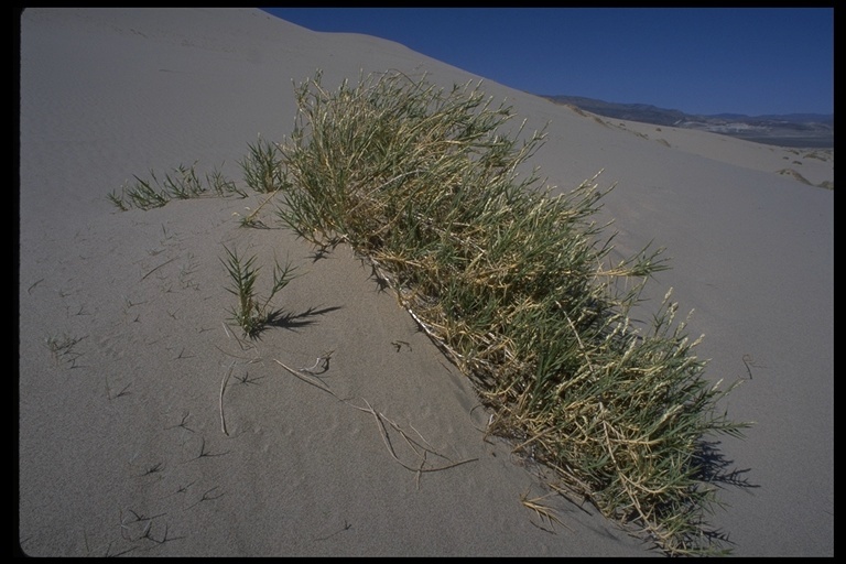 Imagem de Swallenia alexandrae (Swallen) Soderstr. & H. F. Decker