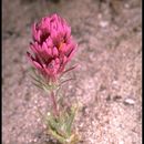 Image of exserted Indian paintbrush