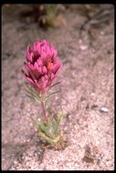 Слика од Castilleja exserta var. venusta (A. Heller) J. M. Egger