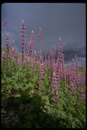 Image of Arizona lupine