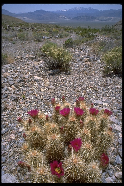 Image de Echinocereus engelmannii (Parry ex Engelm.) Lem.