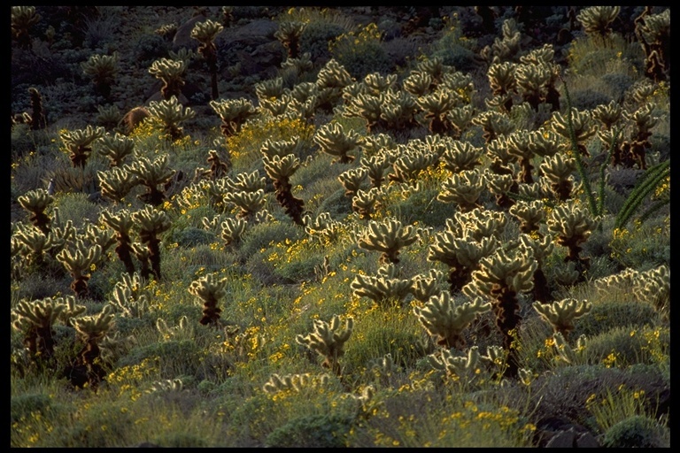 Image of teddybear cholla