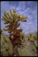 Image of teddybear cholla