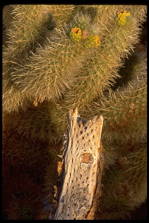 Image of teddybear cholla