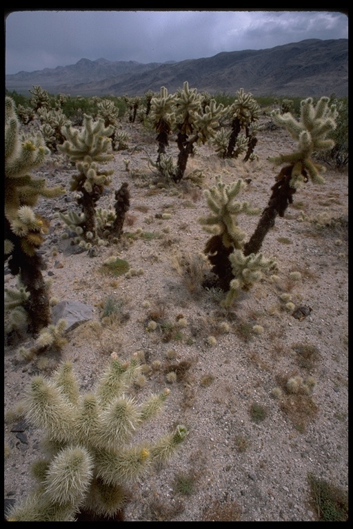 Image of teddybear cholla