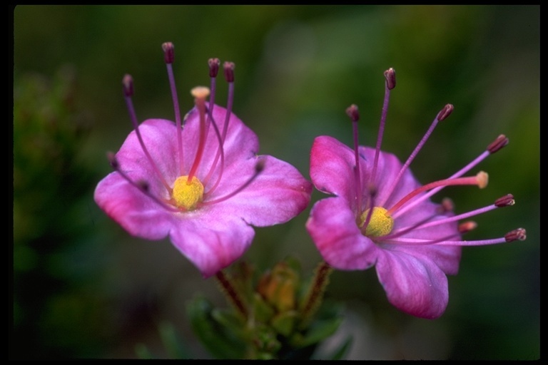 Image of purple mountainheath