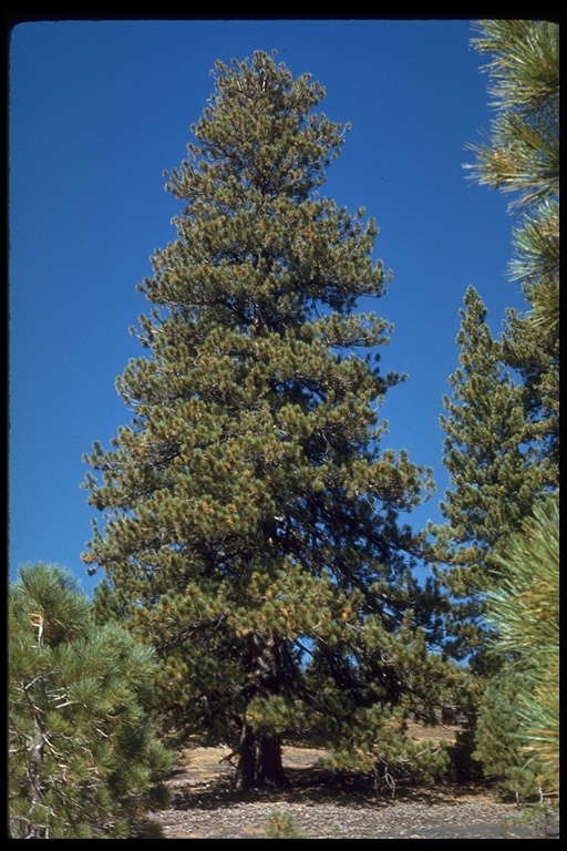 Image of Jeffrey Pine