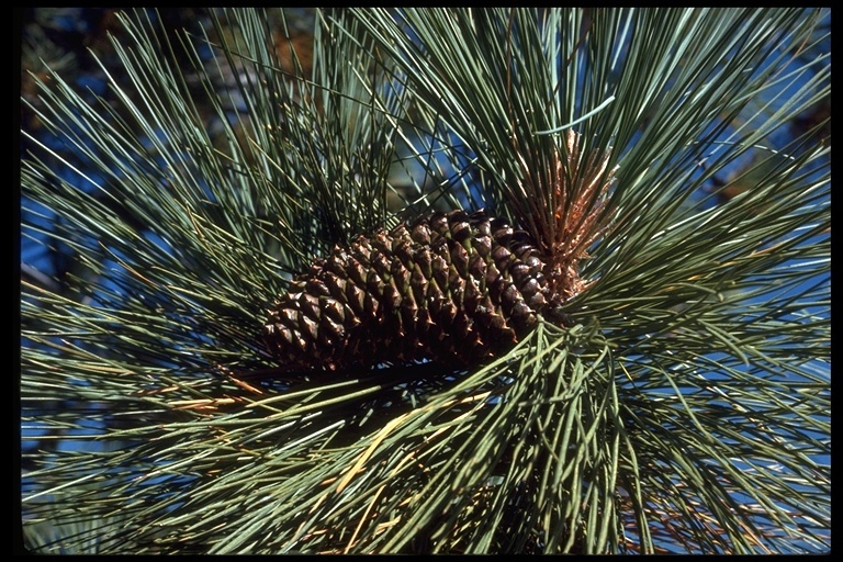 Image of Jeffrey Pine