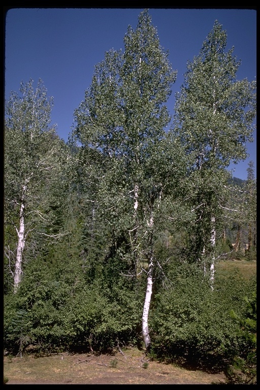 Image of quaking aspen