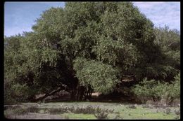 Image of California-Laurel