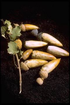 Image of Desert Scrub Oak