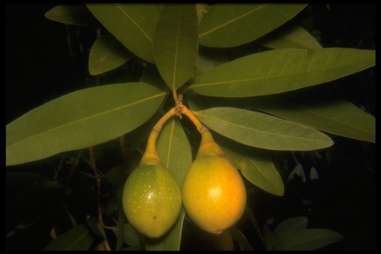 Umbellularia californica (Hook. & Arn.) Nutt. resmi