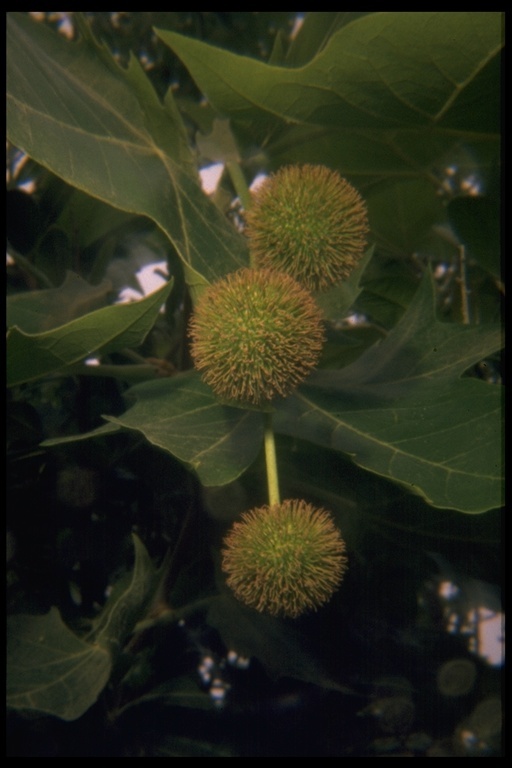 Image of California sycamore