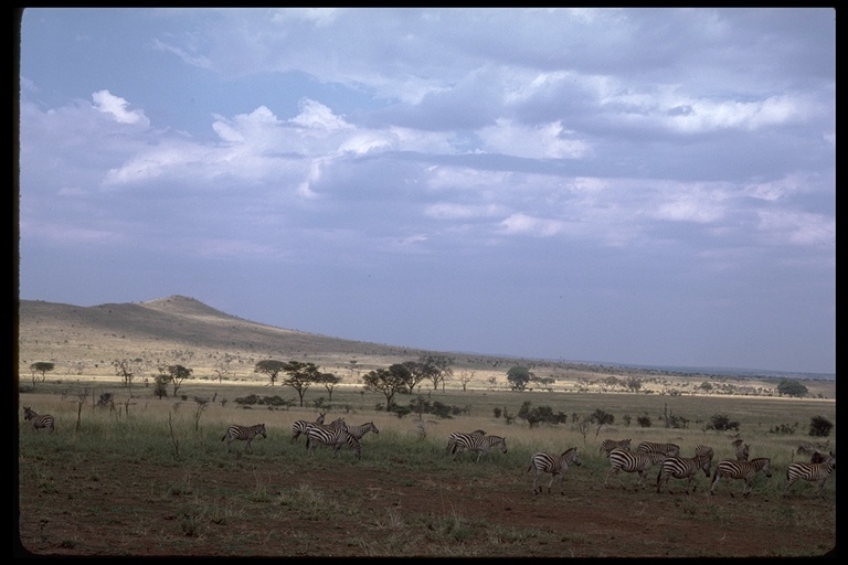 Image of Grant's zebra