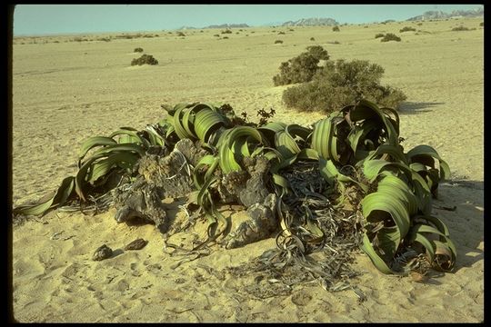 Image of Welwitschia mirabilis Hook. fil.