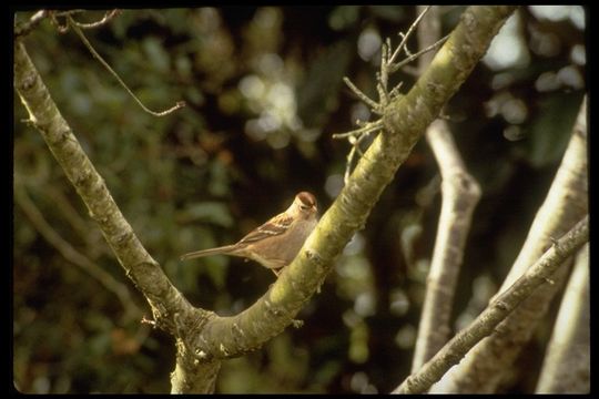 Plancia ëd Zonotrichia leucophrys (Forster & JR 1772)