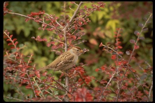 Image of White-crowned Sparrow