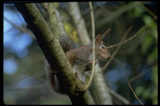 Image of Eastern Fox Squirrel