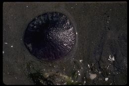 Image of eccentric sand dollar sea urchin