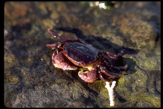 Image of <i>Hemigrapsus nudus</i>