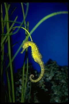 Image of Giant Seahorse