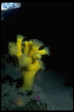 Image of tree coral