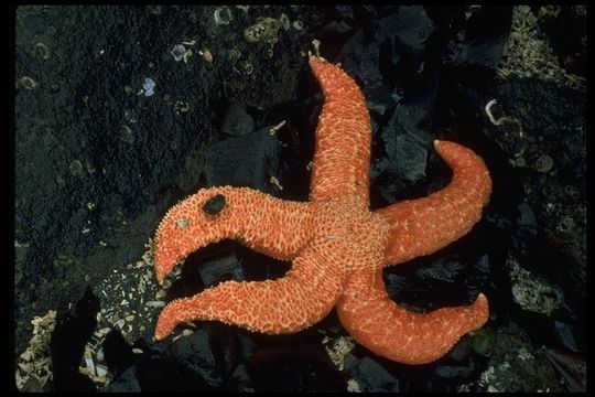 Image of ochre sea star