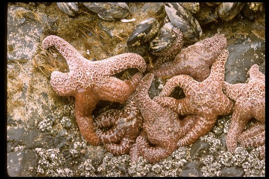 Image of ochre sea star