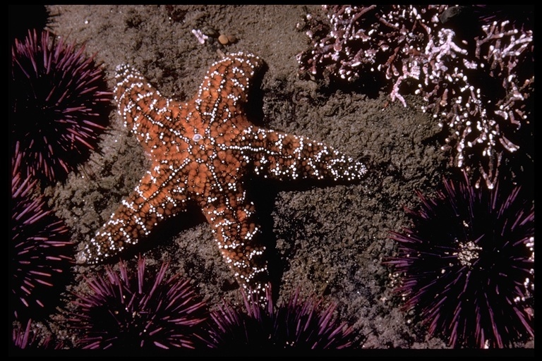 Image of Pacific Sea Stars